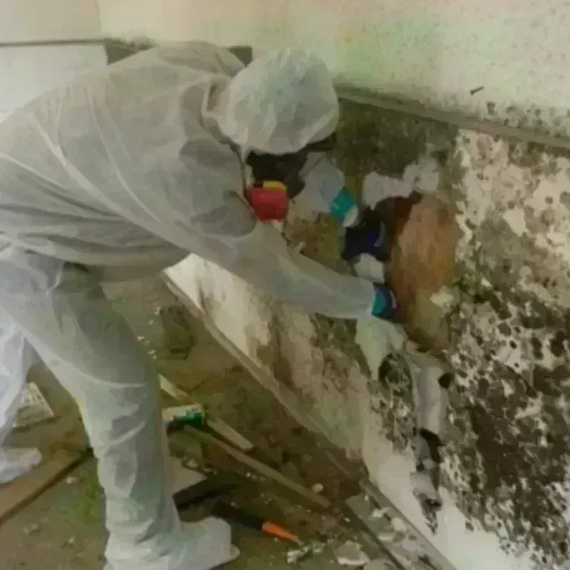 Mold Remediation and Removal in Lake Wales, FL